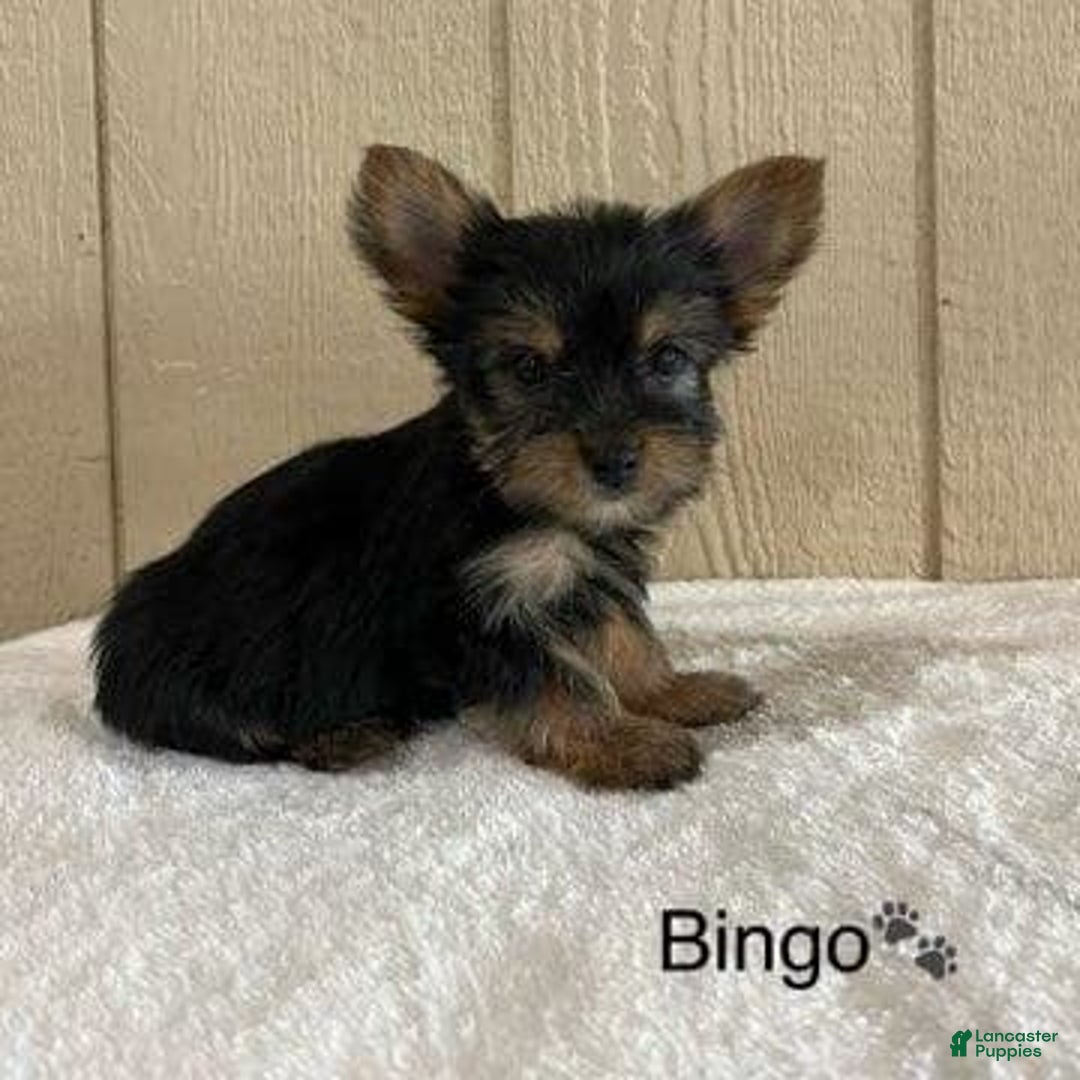 Yorkshire Terrier dogs for sale: Bingo - Image 6