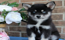 Pomsky dogs for sale: Archie - Image 5