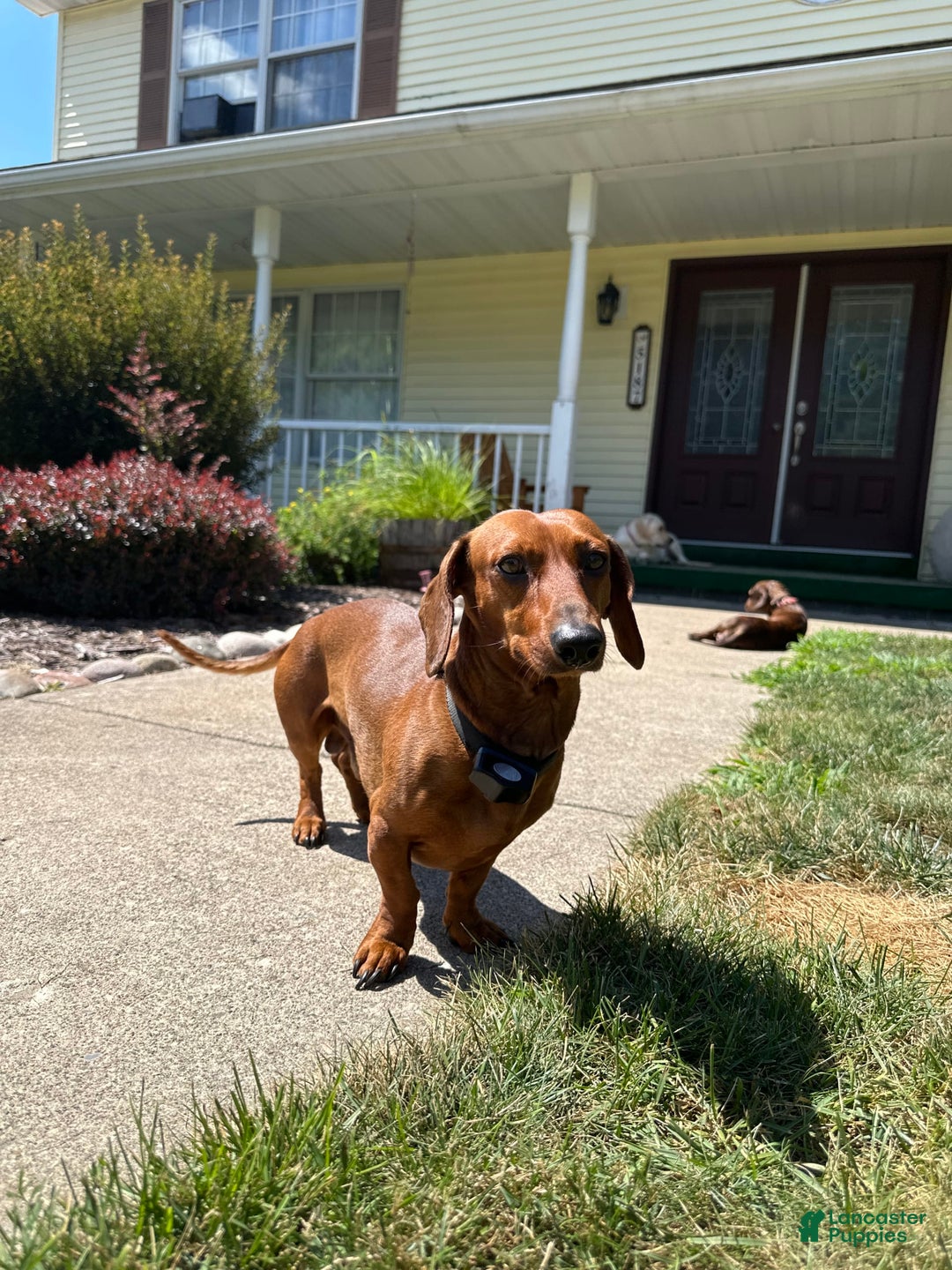 Dachshund dogs for sale: Oreo - Image 3