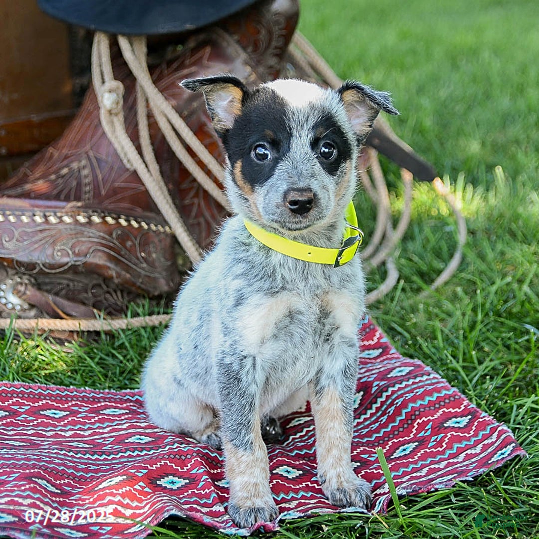 Australian Cattle Dog dogs for sale: Candy - Image 2