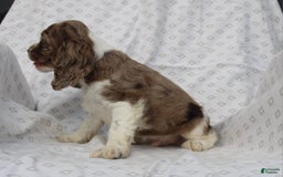 Cocker Spaniel dogs for sale: Captain - Image 4