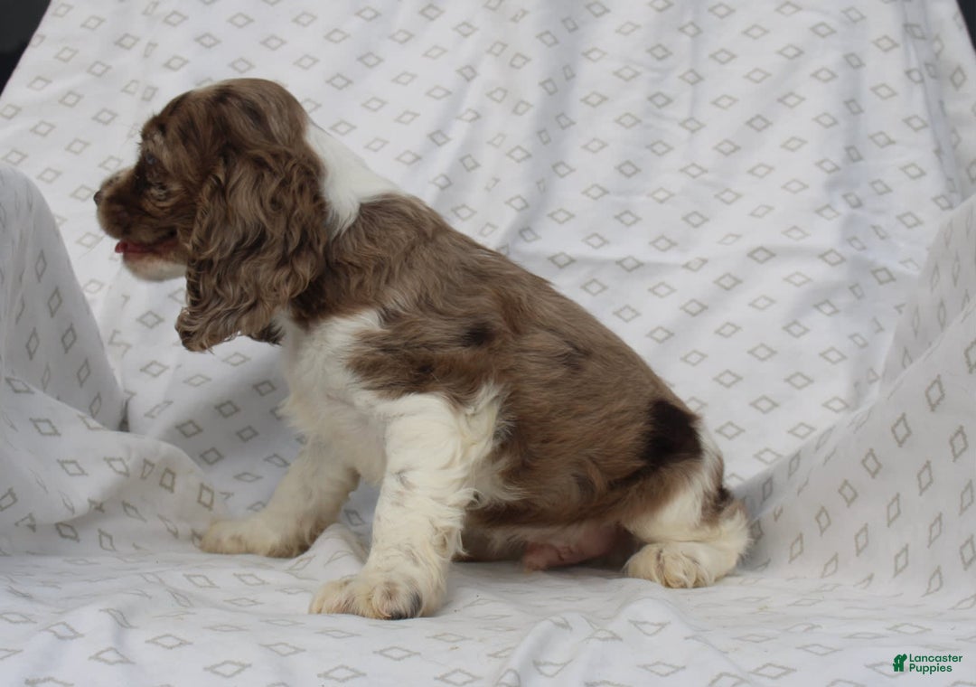 Cocker Spaniel dogs for sale: Captain - Image 4