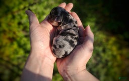 Morkie dogs for sale: Rare Merle Dragonfly - Image 2