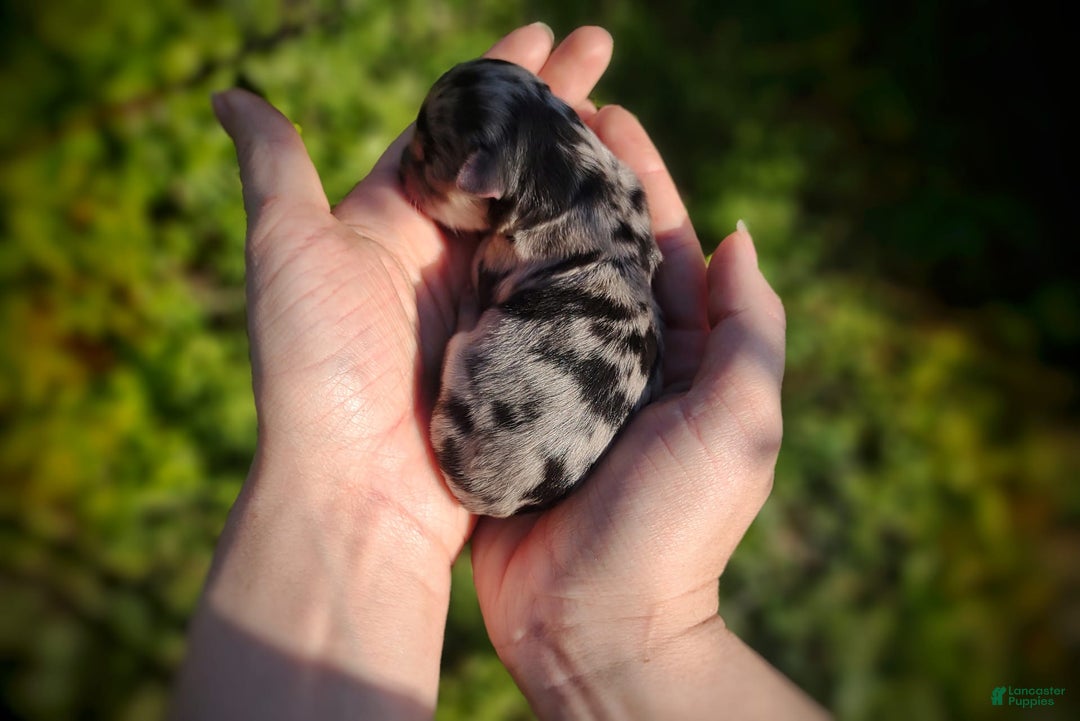 Morkie dogs for sale: Rare Merle Dragonfly - Image 2