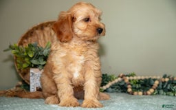 Mini Goldendoodle dogs for sale: Saria - Image 2