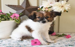 Papillon dogs for sale: Chico - Image 16