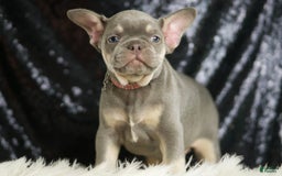 French Bulldog dogs for sale: Lilac - Image 2