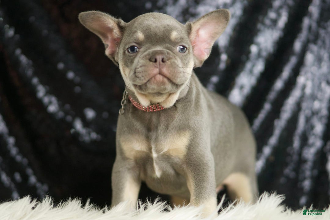 French Bulldog dogs for sale: Lilac - Image 2