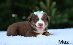 Miniature Australian Shepherd dogs for sale: Max - Image 3