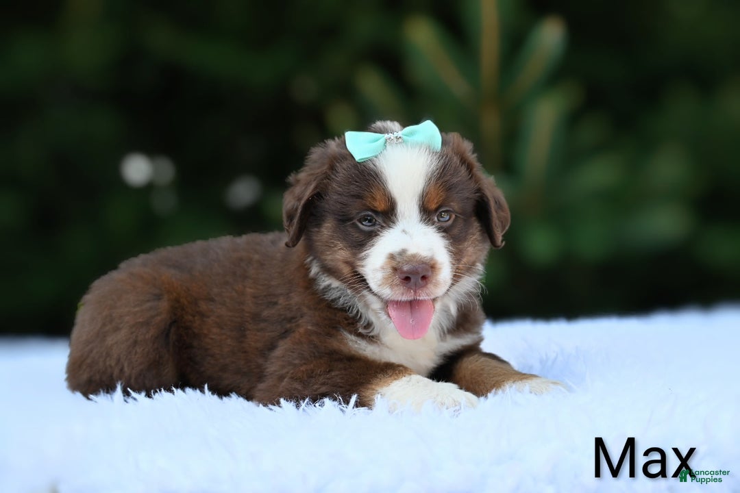 Miniature Australian Shepherd dogs for sale: Max - Image 3