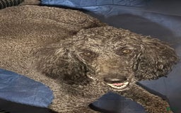 Bernedoodle dogs for sale: Amelie - Image 2