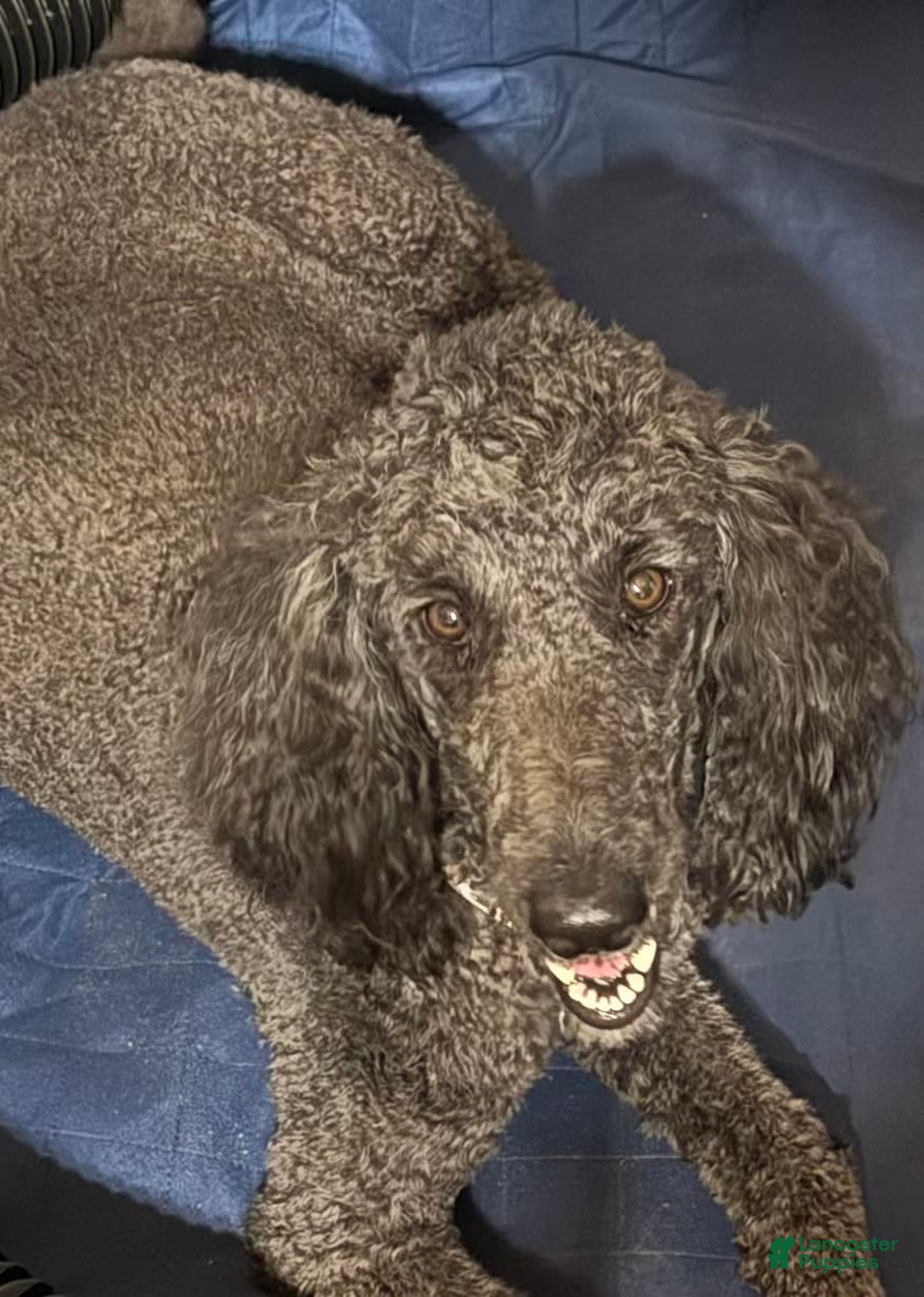 Bernedoodle dogs for sale: Amelie - Image 2
