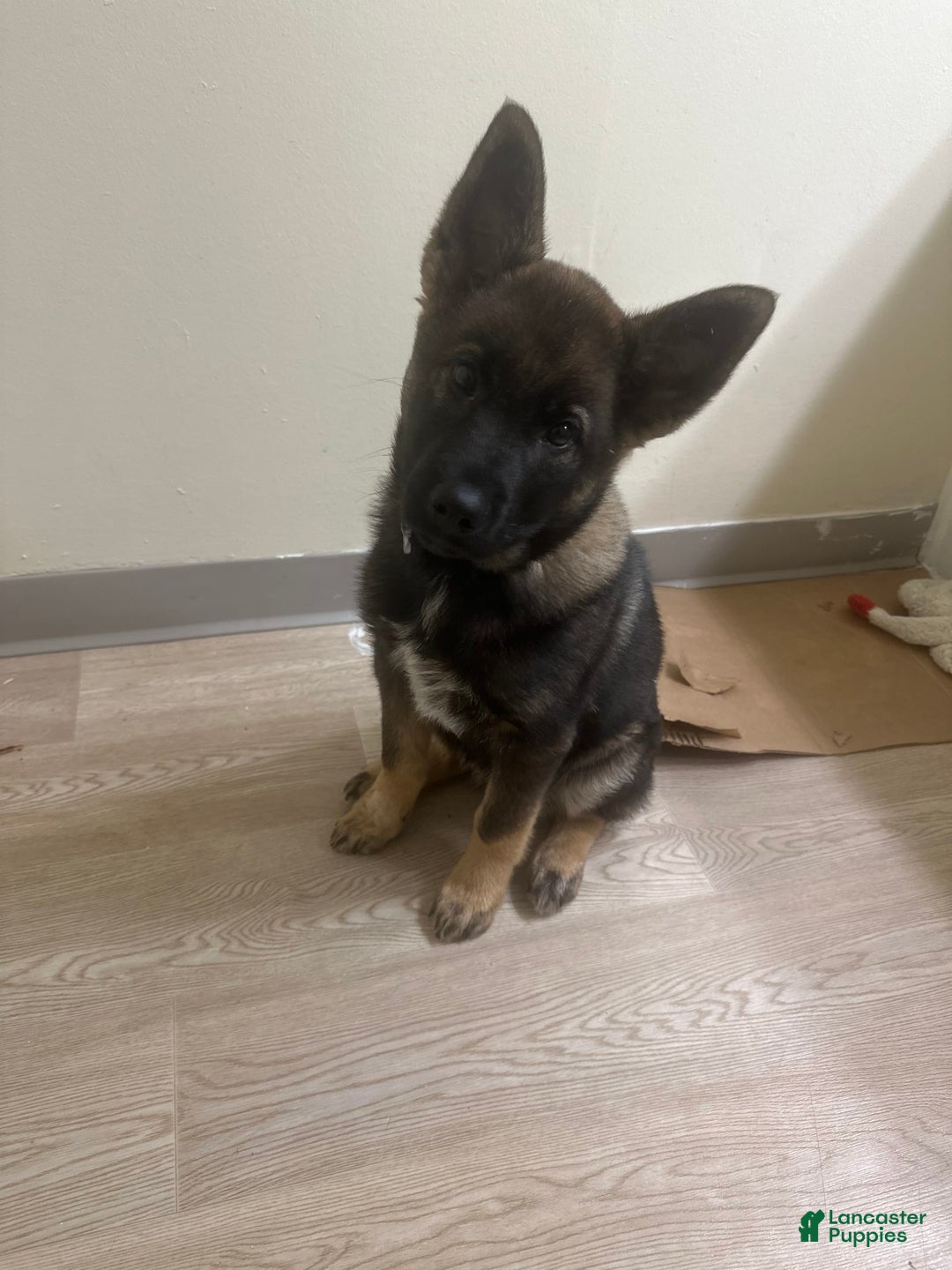 Norwegian Elkhound dogs for sale: Bear - Image 4