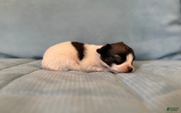 Papillon dogs for sale: Coras Male - Image 2