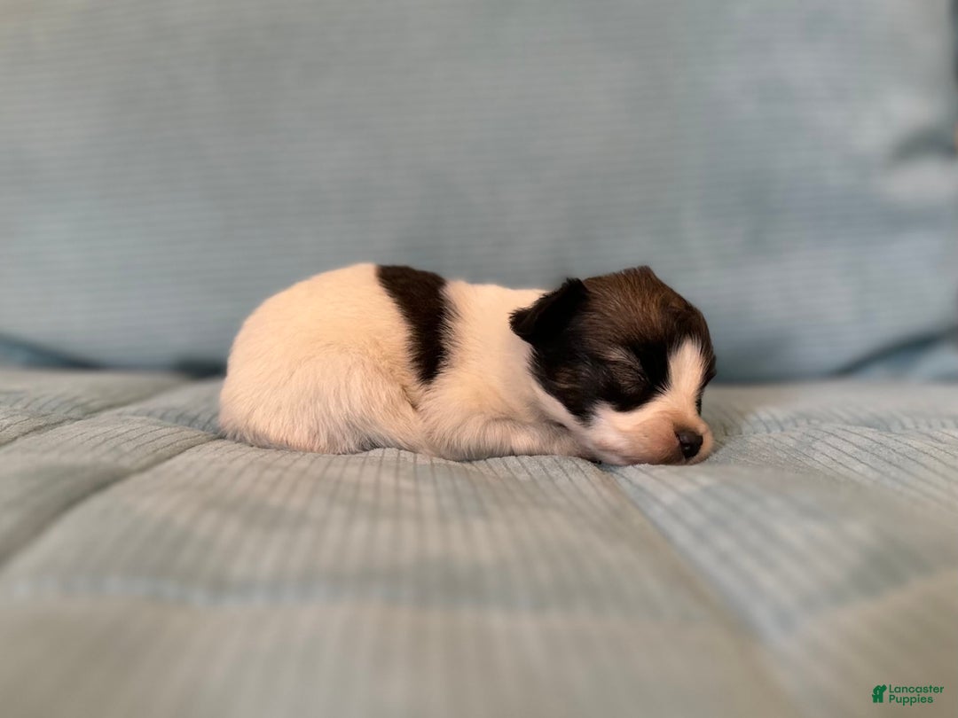 Papillon dogs for sale: Coras Male - Image 2