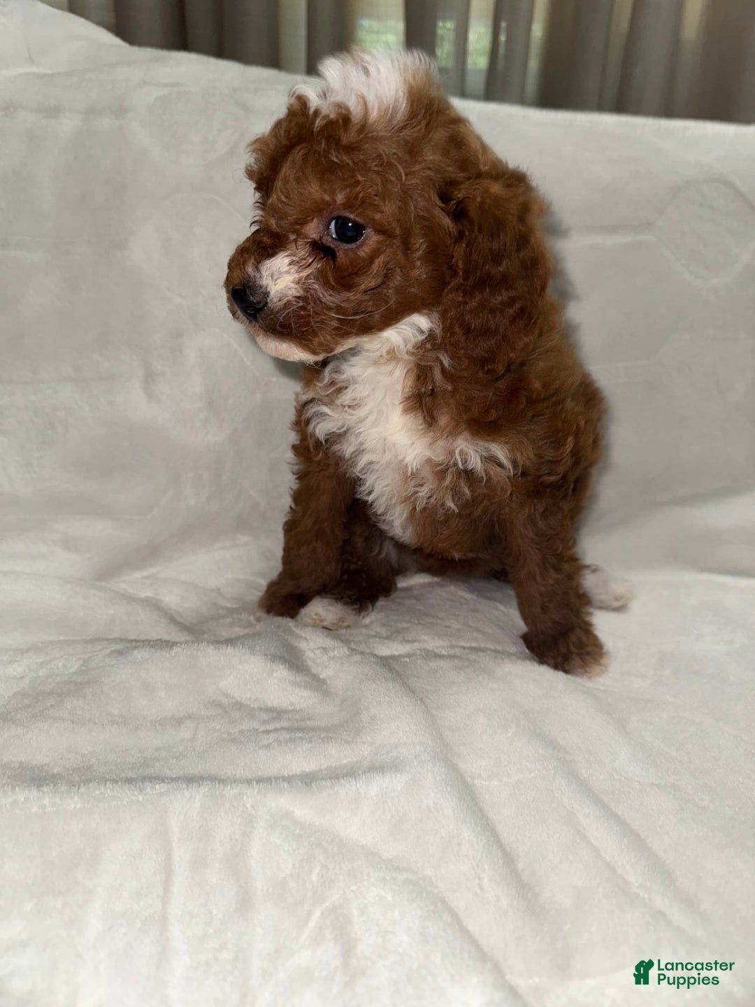 Toy Poodle dogs for sale: Dream - Image 6