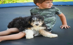 Mini Bernedoodle dogs for sale: Marcy - Image 10