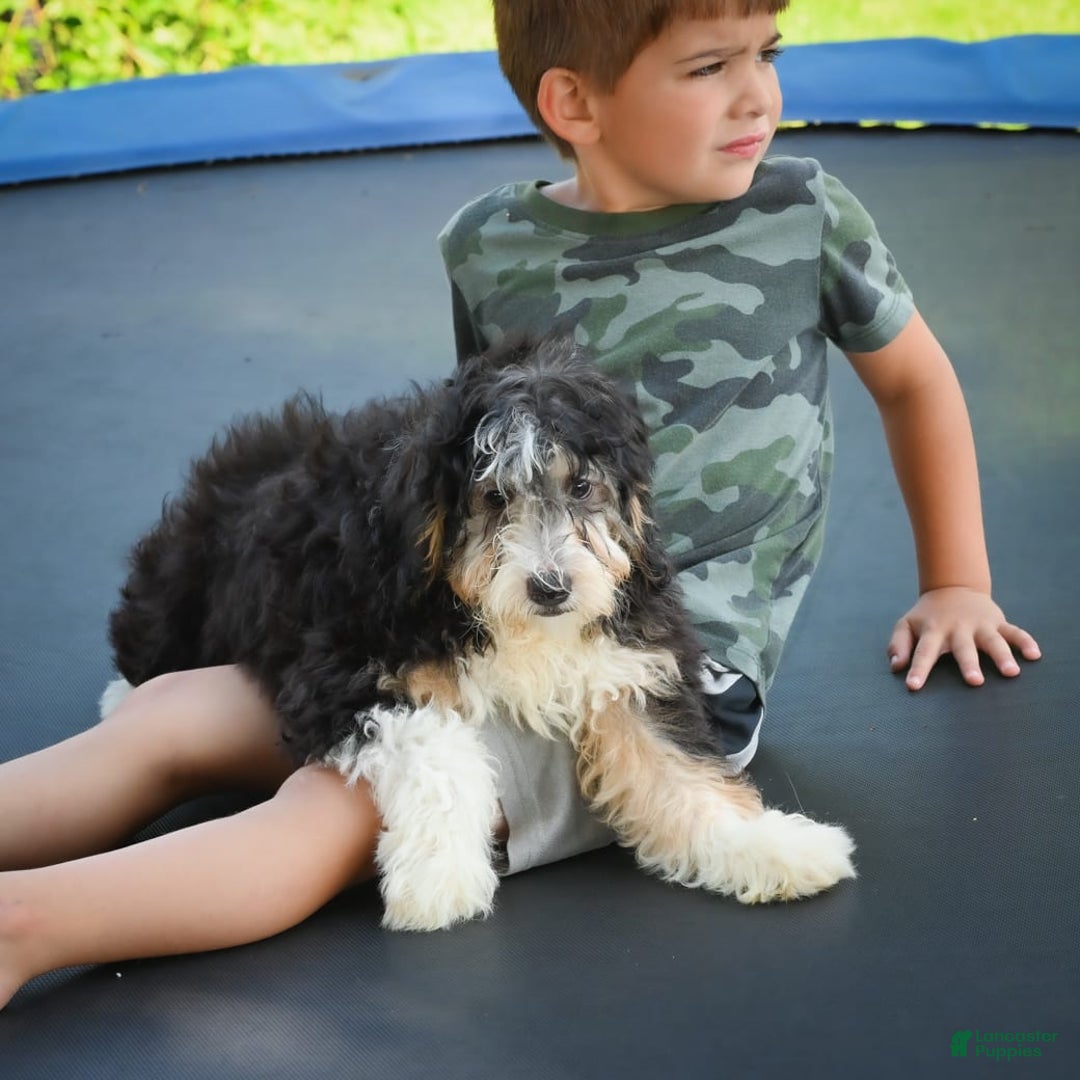 Mini Bernedoodle dogs for sale: Marcy - Image 10