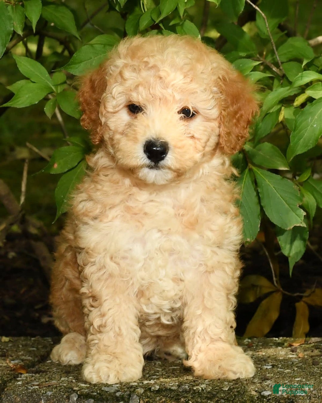 Mini Goldendoodle dogs for sale: Lilly - Image 9