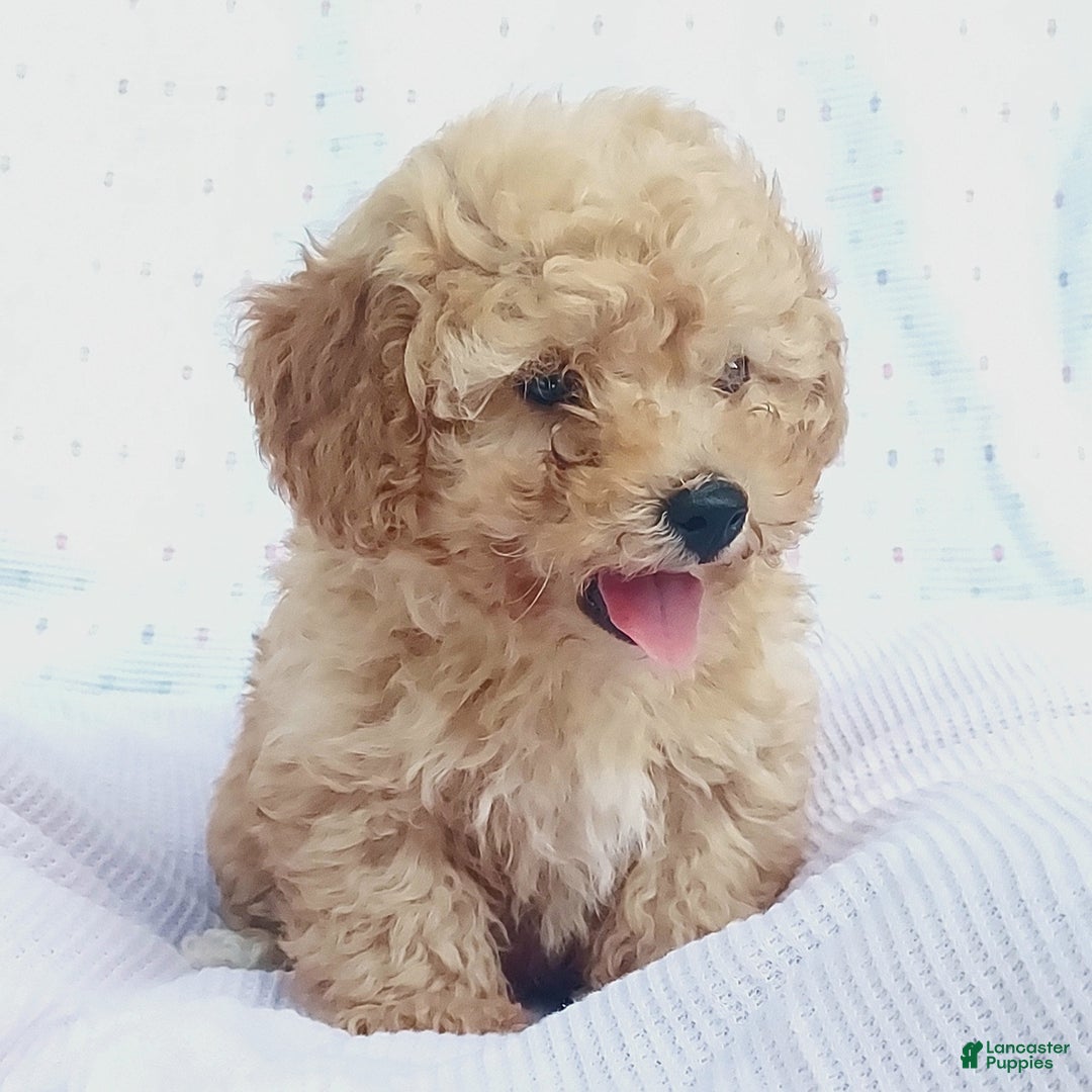 Toy Poodle dogs for sale: Oscar - Image 2