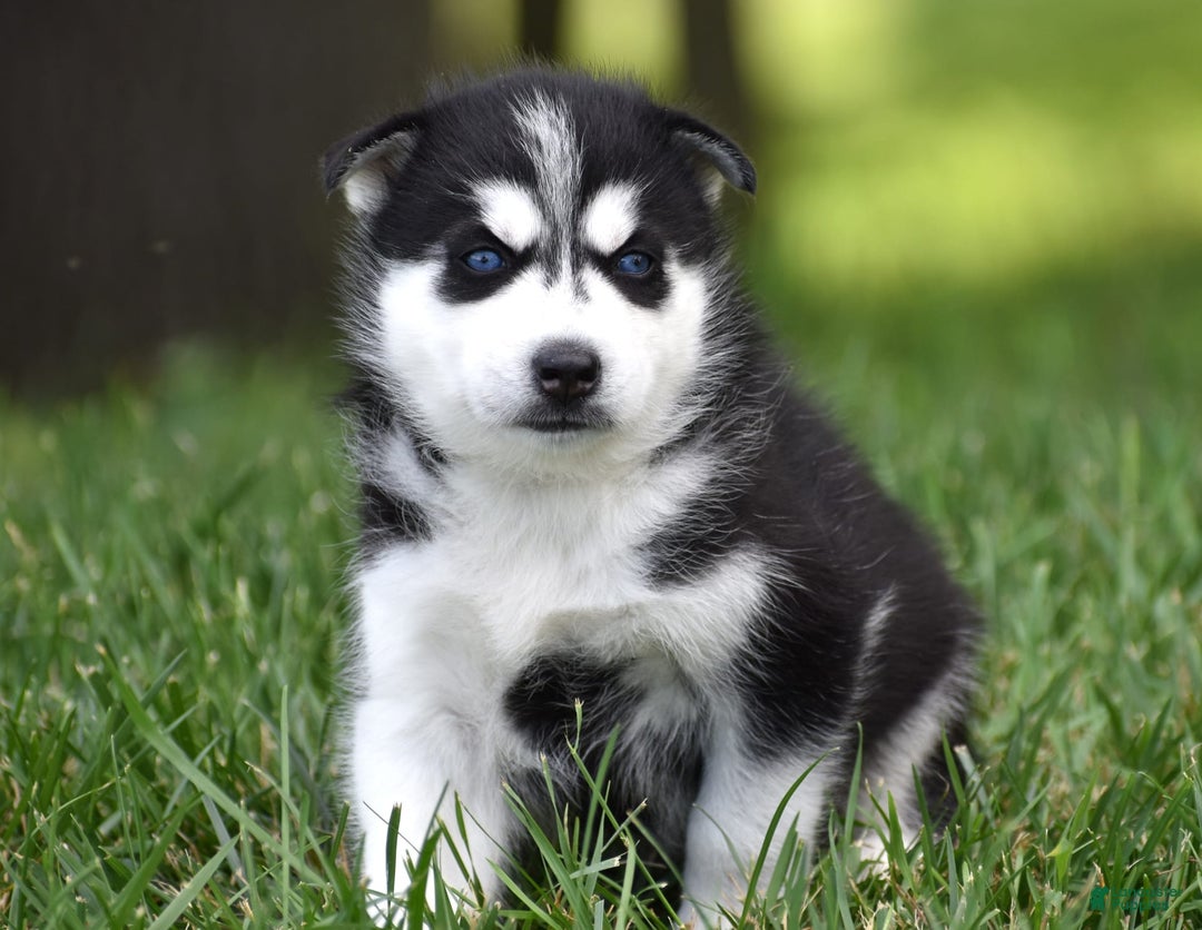 Siberian Husky dogs for sale: Perry - Image 2