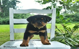 Rottweiler dogs for sale: Lady - Image 5