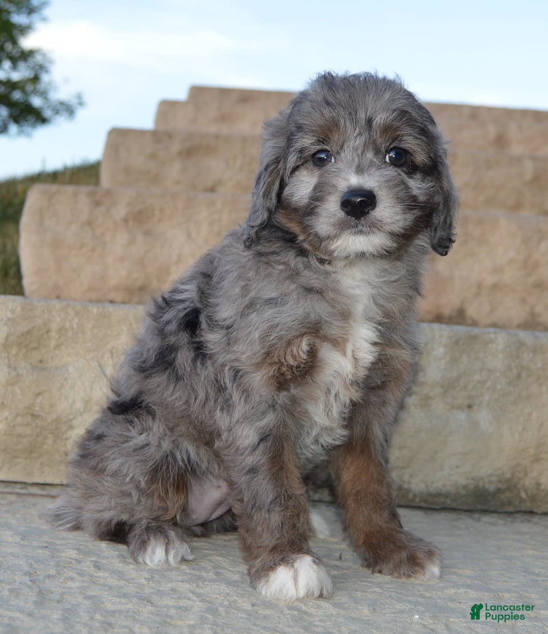 Mini Aussiedoodle dogs for sale: Mini Ava - Image 27