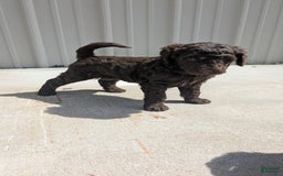 Standard Poodle dogs for sale: Peanut - Image 2