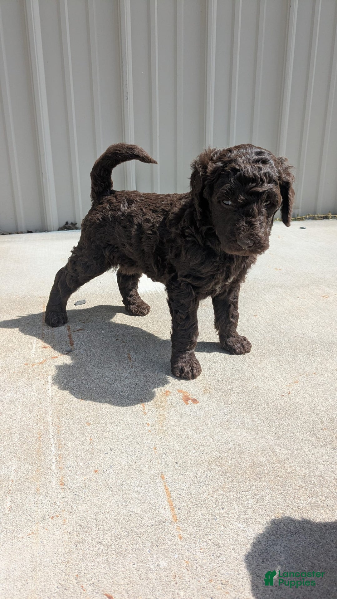 Standard Poodle dogs for sale: Peanut - Image 2