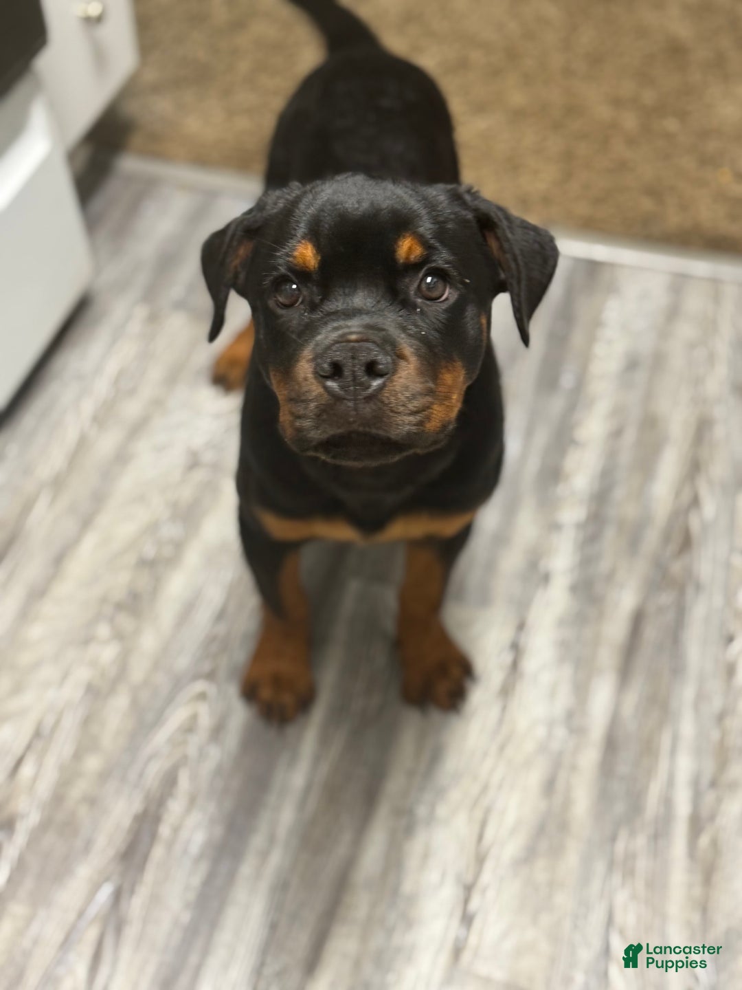 Rottweiler dogs for sale: Hope - Image 2