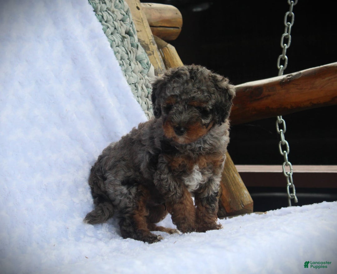 Miniature Poodle dogs for sale: Dirk - Image 2