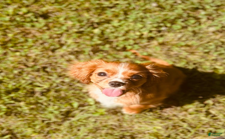 Cavalier King Charles Spaniel dogs for sale - Ad 2