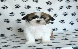 Shih Tzu dogs for sale: Izzy - Image 16