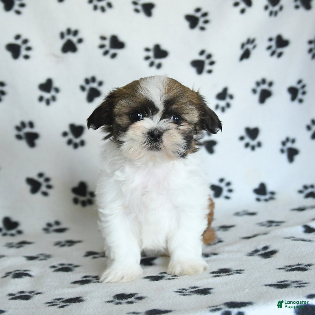 Shih Tzu dogs for sale: Izzy - Image 16