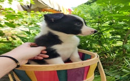 Border Collie dogs for sale: Spartan - Image 4