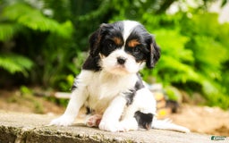 Cavalier King Charles Spaniel dogs for sale: Nero - Image 15