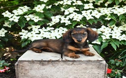 Miniature Dachshund dogs for sale: Ruby - Image 5