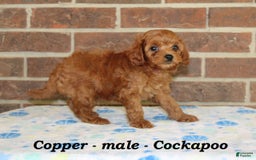 Cockapoo dogs for sale: Copper - Image 4