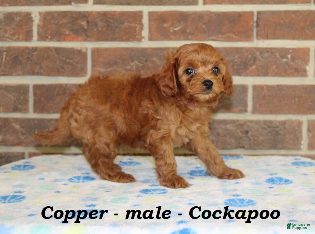 Cockapoo dogs for sale: Copper - Image 4