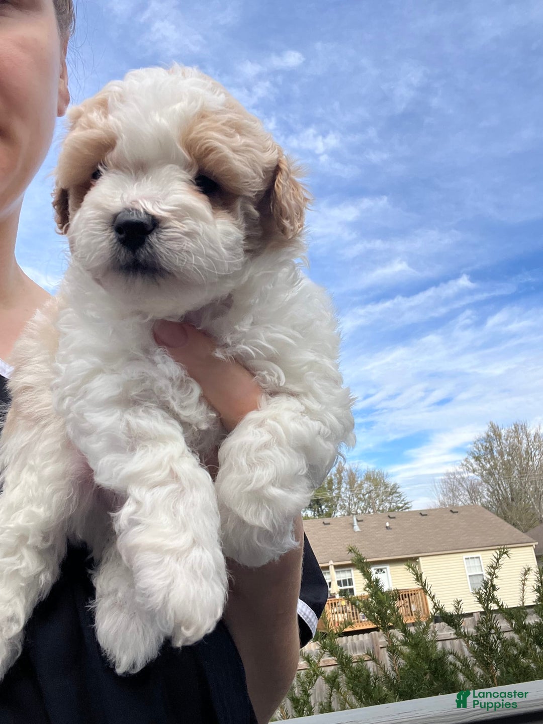 Miniature Poodle dogs for sale: May - Image 3