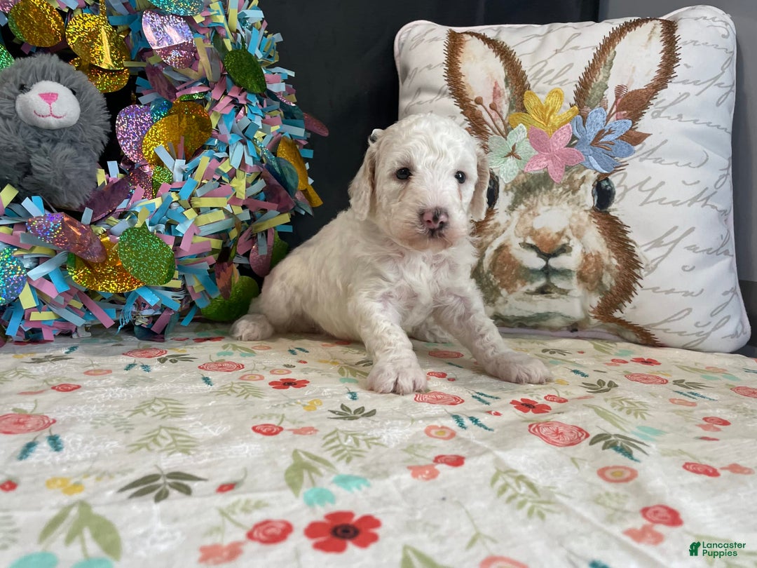Miniature Poodle dogs for sale: Zella - Image 10
