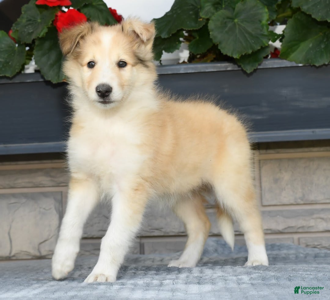 Collie dogs for sale: Penny - Image 8