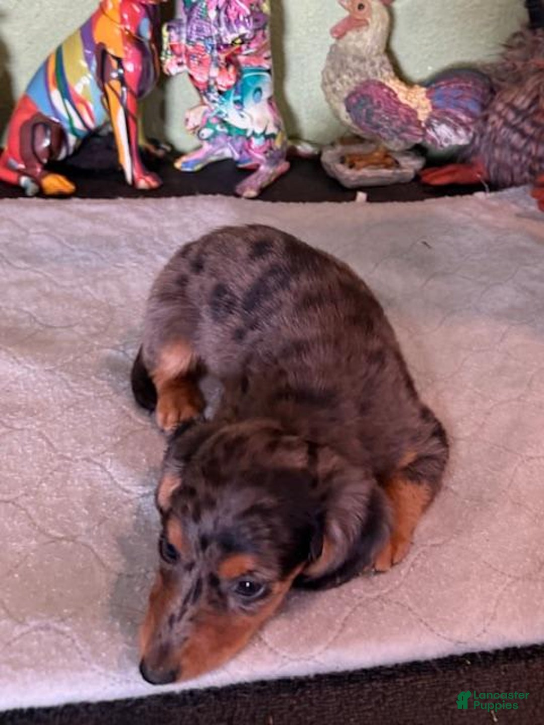Miniature Dachshund dogs for sale: Gem - Image 3