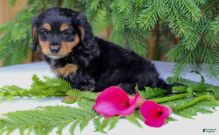 Miniature Dachshund dogs for sale - Ad 1