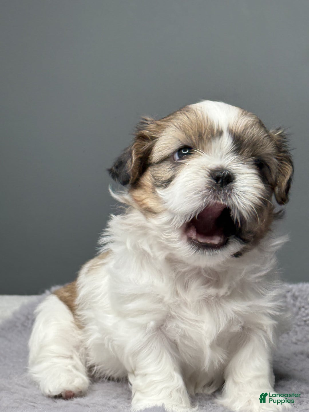 Shih Tzu dogs for sale: Marty - Image 7