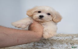 Maltipoo dogs for sale: Myla - Image 5