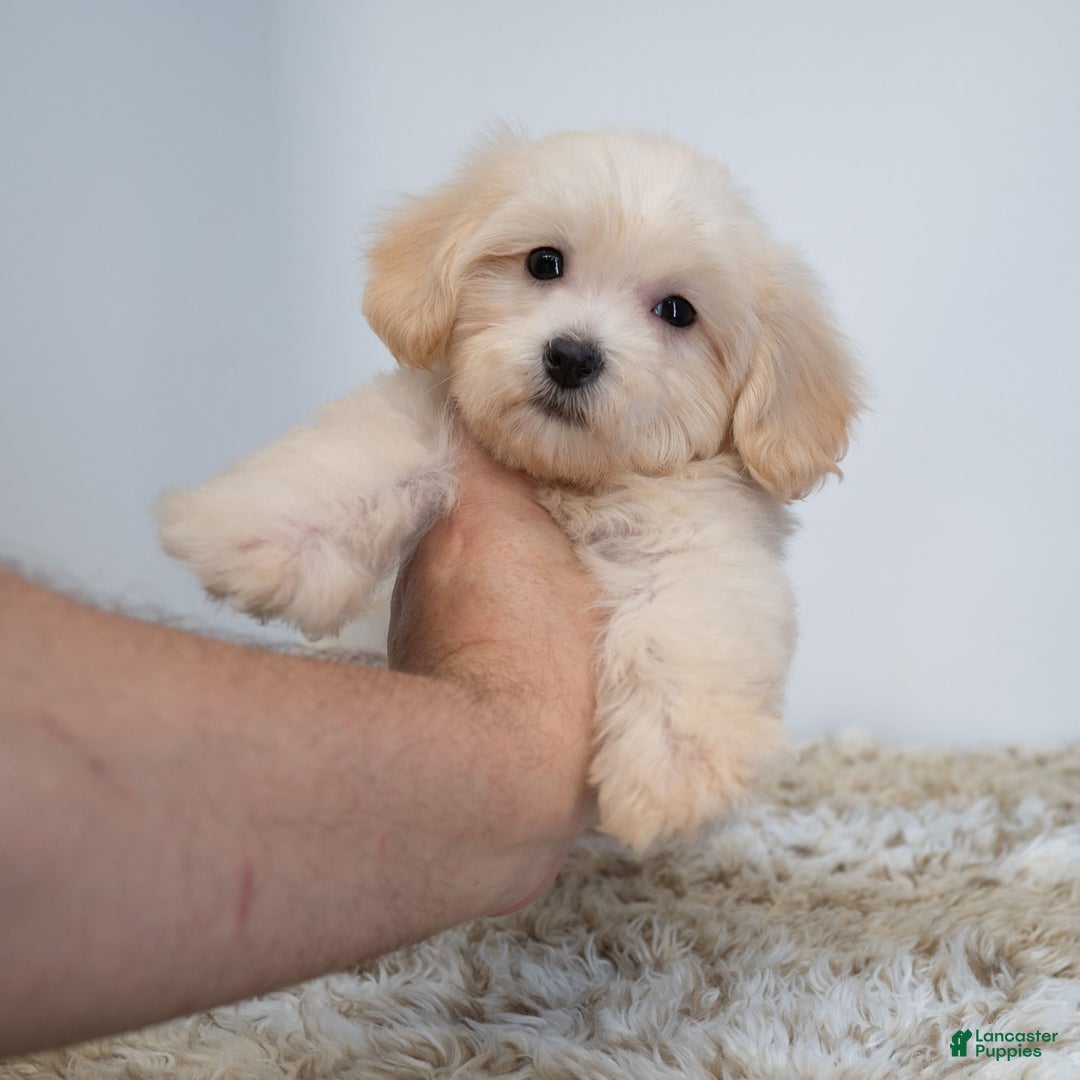Maltipoo dogs for sale: Myla - Image 5