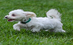 Maltese dogs for sale: Reign - Image 9