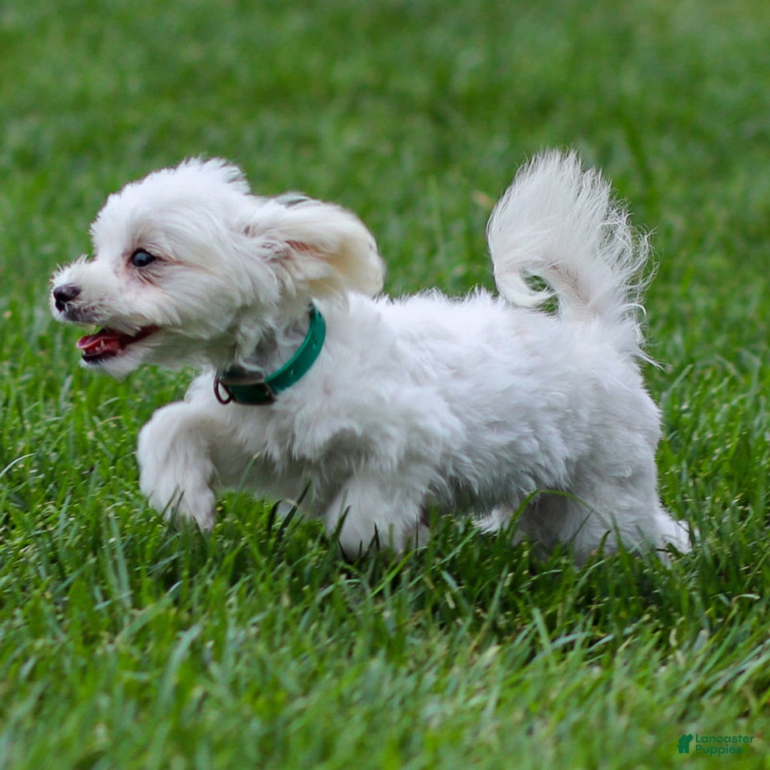 Maltese dogs for sale: Reign - Image 9