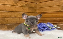 French Bulldog dogs for sale: Ryder - Image 3